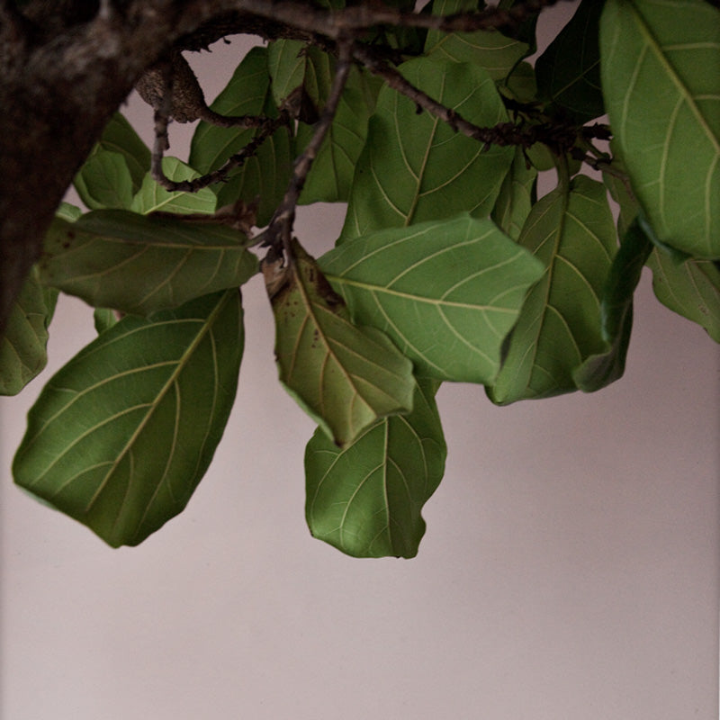 ペーパーコレクティブ ポスター Green Leaves 50×70cm